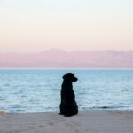 Photo Black dog